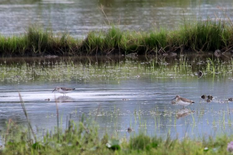 Dua ekor kedidi golgol atau Curlew Sandpiper (Calidris ferruginea) tengah asyik mencari makan di air dangkal persawahan samping Danau Limboto.