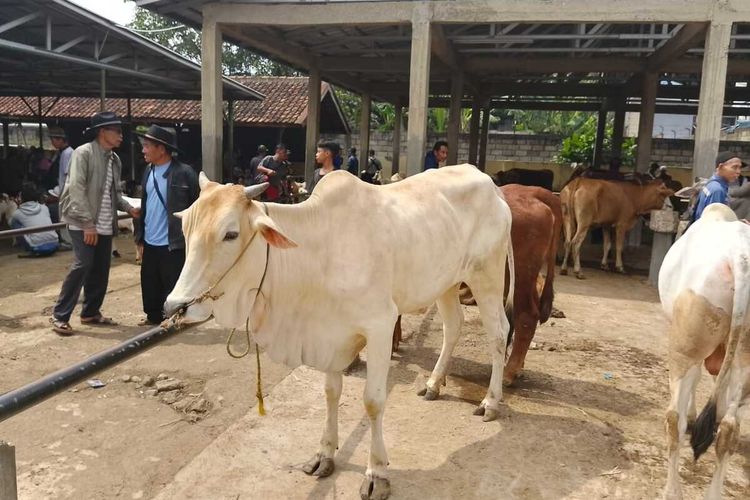 Aktivitas di Pasar Hewan Tanjungsari, Sumedang menjelang Idul Adha, Selasa (3/6/2025). KOMPAS.com/AAM AMINULLAH