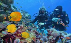 Penelitian Ungkap Kaitan Terumbu Karang dan Kenaikan Suhu Bumi