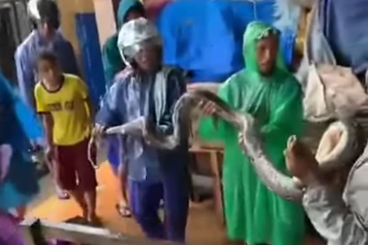 Pedagang di Pasar Binaya Masohi, Kabupaten Maluku Tengah menangkap seekor ular sanca sepanjang empat meter di pasar tersebut, Minggu (17/7/2022)