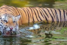 Pria India Dimangsa Harimau di Hadapan Kedua Anaknya