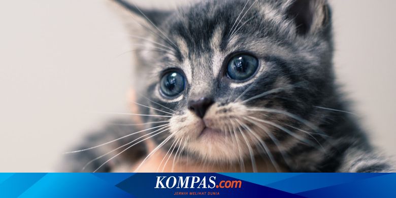 3 Faktor yang Memengaruhi Pertumbuhan Kucing