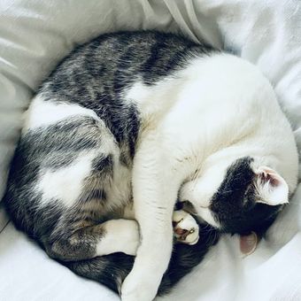 Ilustrasi kucing tidur dengan tubuh melingkar