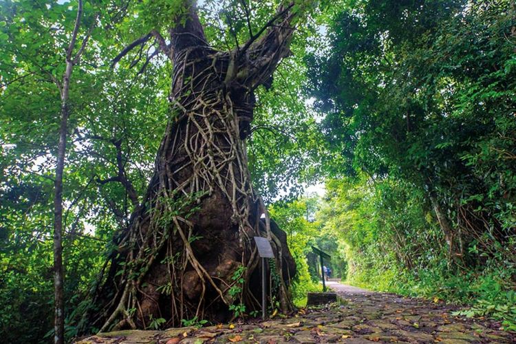 Hutan Fung Shui, Lai Chi Wo.