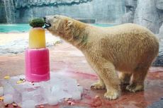 Perayaan Ultah Beruang Kutub Pertama yang Lahir di Daerah Tropis