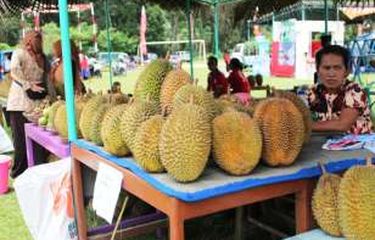 Seperti Payudara, Durian Jumbo ini Diberi Nama "Susu Molek"