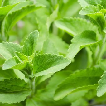 Ilustrasi tanaman stevia, daun stevia.