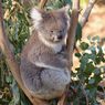 Kebakaran Australia Berakhir, Koala Mulai Dilepas Kembali ke Alam Liar