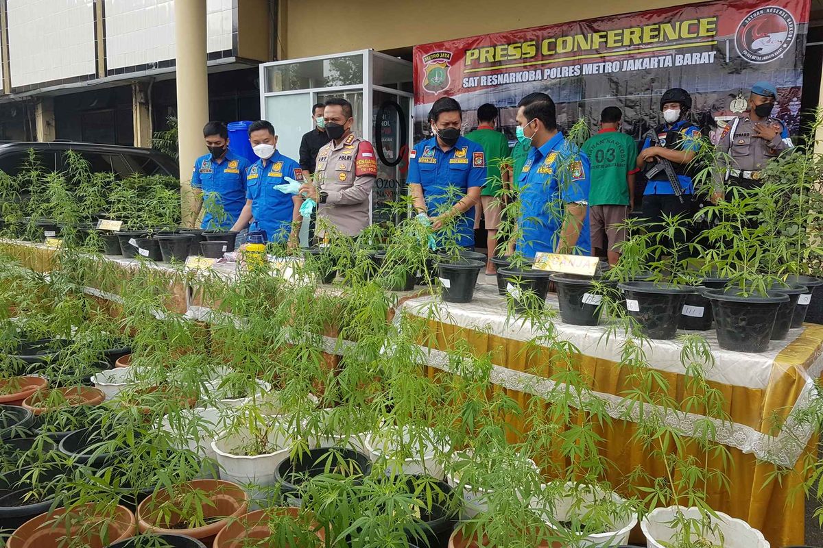 Konferensi pers pengungkapan budi daya ratusan ganja dalam pot di Mapolres Jakarta Barat pada Rabu (9/6/2021).