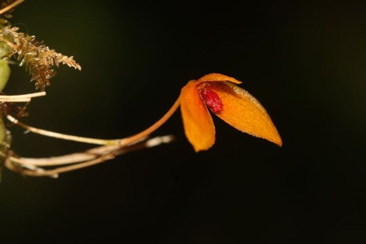Spesies anggrek baru dari genus Bulbophyllum di Gunung Bukit Raya