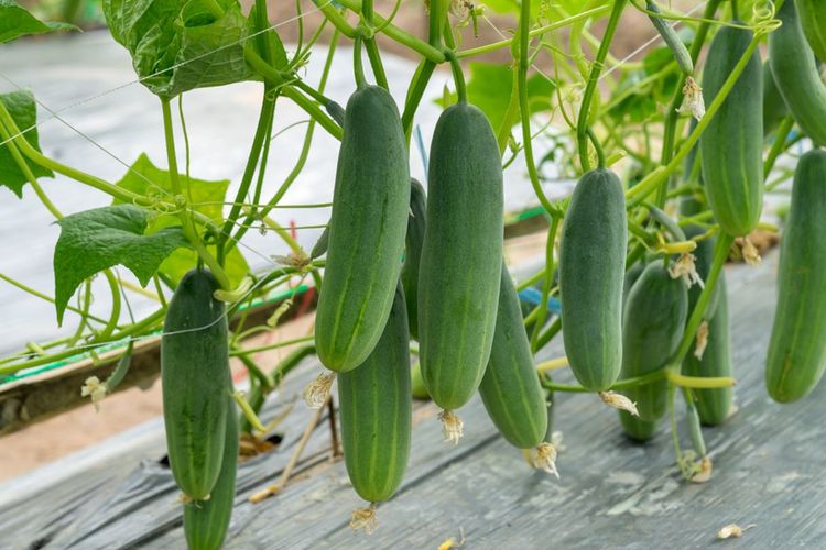 Cara Menanam Mentimun di Dalam Ruangan, Praktis dan Bisa Sepanjang Tahun
