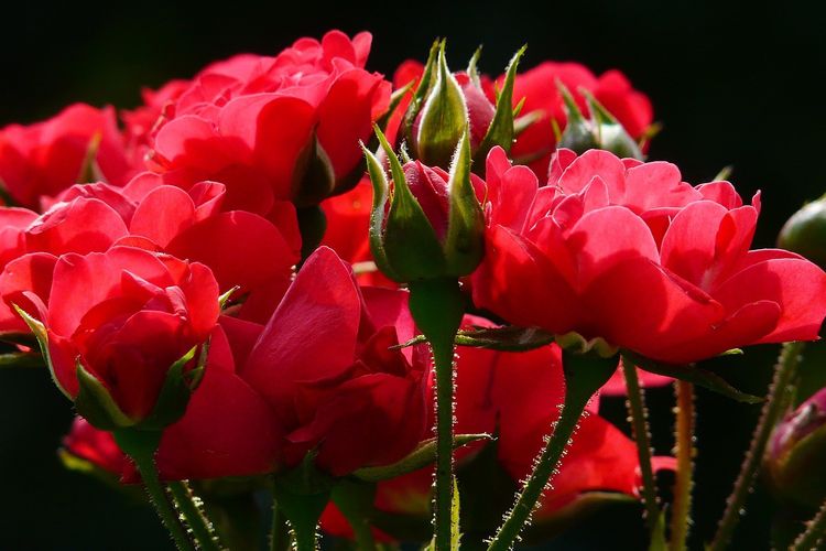 Ilustrasi bunga mawar merah. 