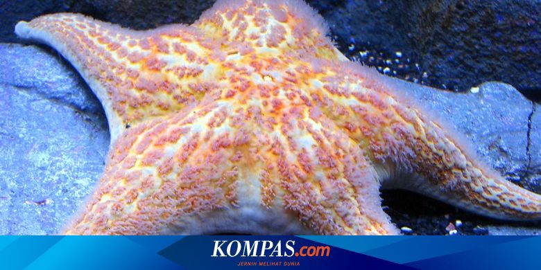 Bintang Laut Tantang Aturan Keanekaragaman Hayati