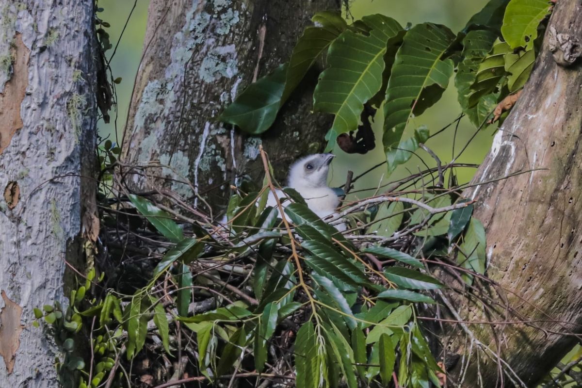 Pakar UGM mengingatkan dampak ekologis besar jika elang jawa punah. Mulai dari ledakan populasi mangsa hingga rusaknya hutan.