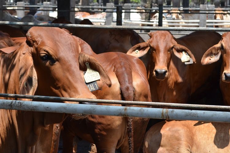 Meningkatnya kelas menengah di Indonesia akan meningkatkan permintaan akan daging sapi Australia. Harga bahan pokok di Australia naik sehingga turut mendorong tingginya angka inflasi. Harga berbagai bahan pokok termasuk daging naik di Australia.