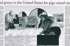 Malaysia Sensor Foto Babi di Sebuah Harian Terbitan AS