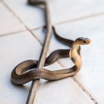 Ilustrasi cara mengusir ular dari rumah