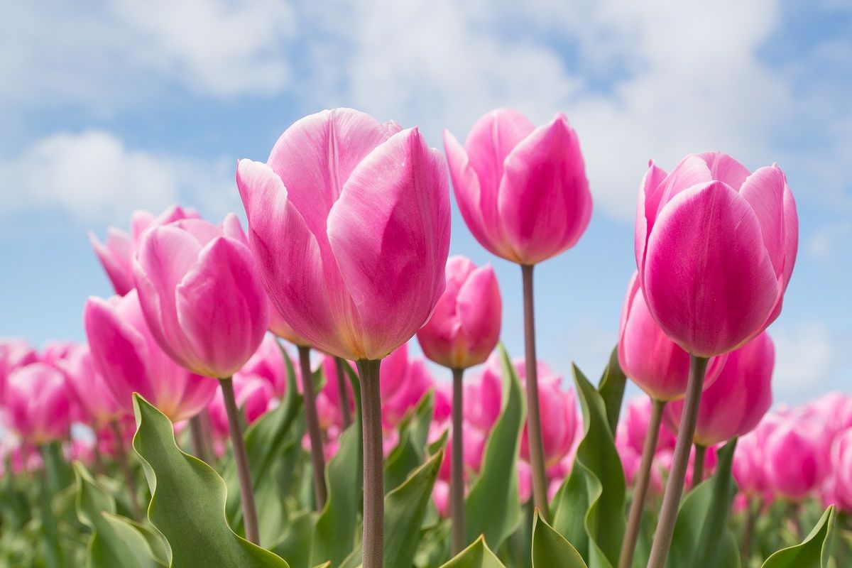 Ilustrasi bunga tulip. 