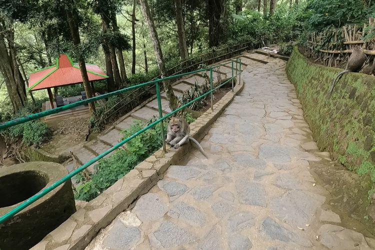 Monyet di jalur menuju Grojogan Sewu Tawangmangu.