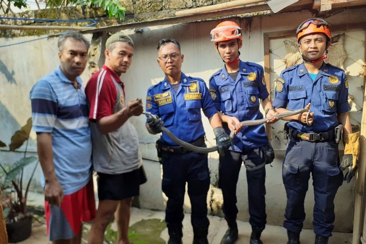 Dinas Pemadam Kebakaran dan Penyelamatan Kota Depok menemukan 26 ular kobra di bawah pindasi rumah warga, Senin (30/12/2019)