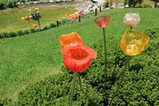 Taman Cantik Penuh Bunga Gelas di Taupo