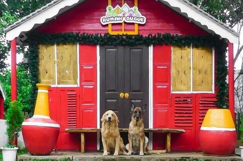 Info Lengkap Rumah Guguk, Main dengan 100 Anjing Berbagai Ras  