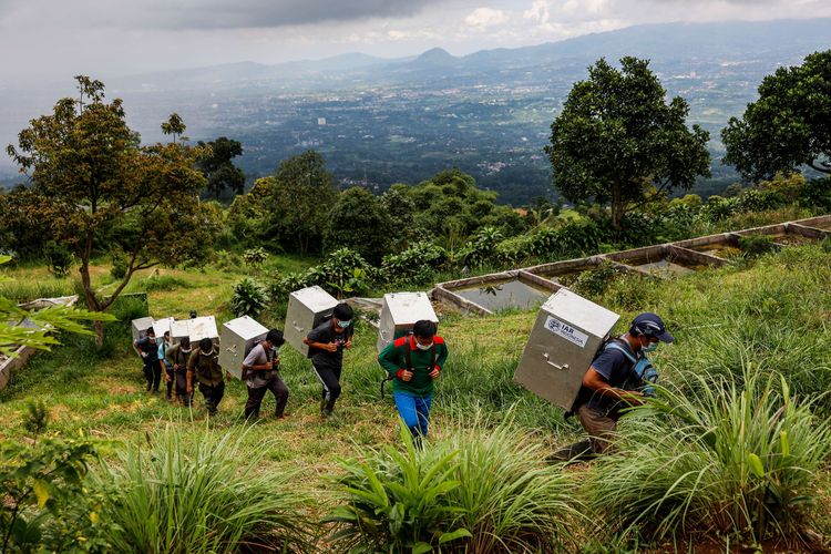 Petugas membawa kandang berisi Primata Kukang Jawa (Nycticebus Javanicus) menuju kawasan habituasi sebelum pelepasliaran kembali ke habitatnya di kawasan Taman Nasional Gunung Halimun Salak
(TNGHS), Bogor, Jawa Barat, Minggu (20/12/2020). Pelepasliaran ini terlaksana atas kerja sama Balai Besar KSDA Jawa Barat, Balai Taman Nasional Gunung Halimun Salak (BTNGHS) dan Yayasan Inisiasi Alam Rehabilitasi (IAR) Indonesia. Kukang yang dilepasliarkan terbagi ke dalam dua tahap. Tahap pertama sebanyak 15 individu sudah dilaksanakan pada Selasa (15/12/2020) dan tahap kedua sebanyak 15 individu dilaksanakan pada Minggu (20/12/2020).