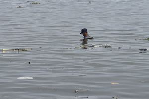 Ironi di Pesisir Marunda: Laut Tercemar Limbah, Warga Ramai Berendam untuk Terapi