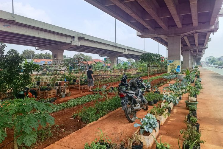 Area urban farming di kolong Tol Becakayu, RW 013 Cipinang Melayu, Makasar, Jakarta Timur.