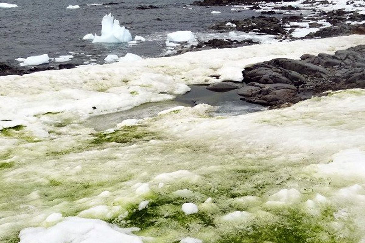 Antartika menghijau, fenomena salju hijau menyelimuti daratan es ini, akibat mekarnya ganggang hijau.