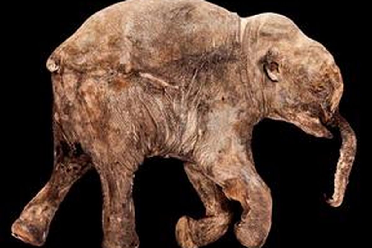Fosil Lyuba, bayi mammoth yang ditemukan utuh di Siberia.