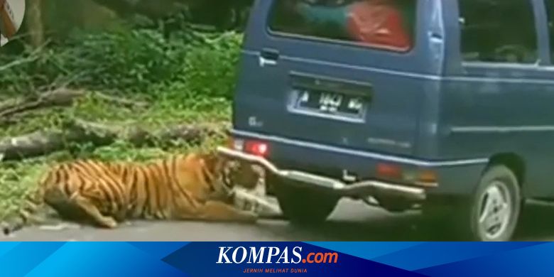 [POPULER OTOMOTIF] Suzuki Carry Dikejar Harimau, Ban Mobil Digigit Sampai Kempis | Sah, Honda Serahkan City Hatchback RS ke Greysia dan Apriyani - Vimarsana News
