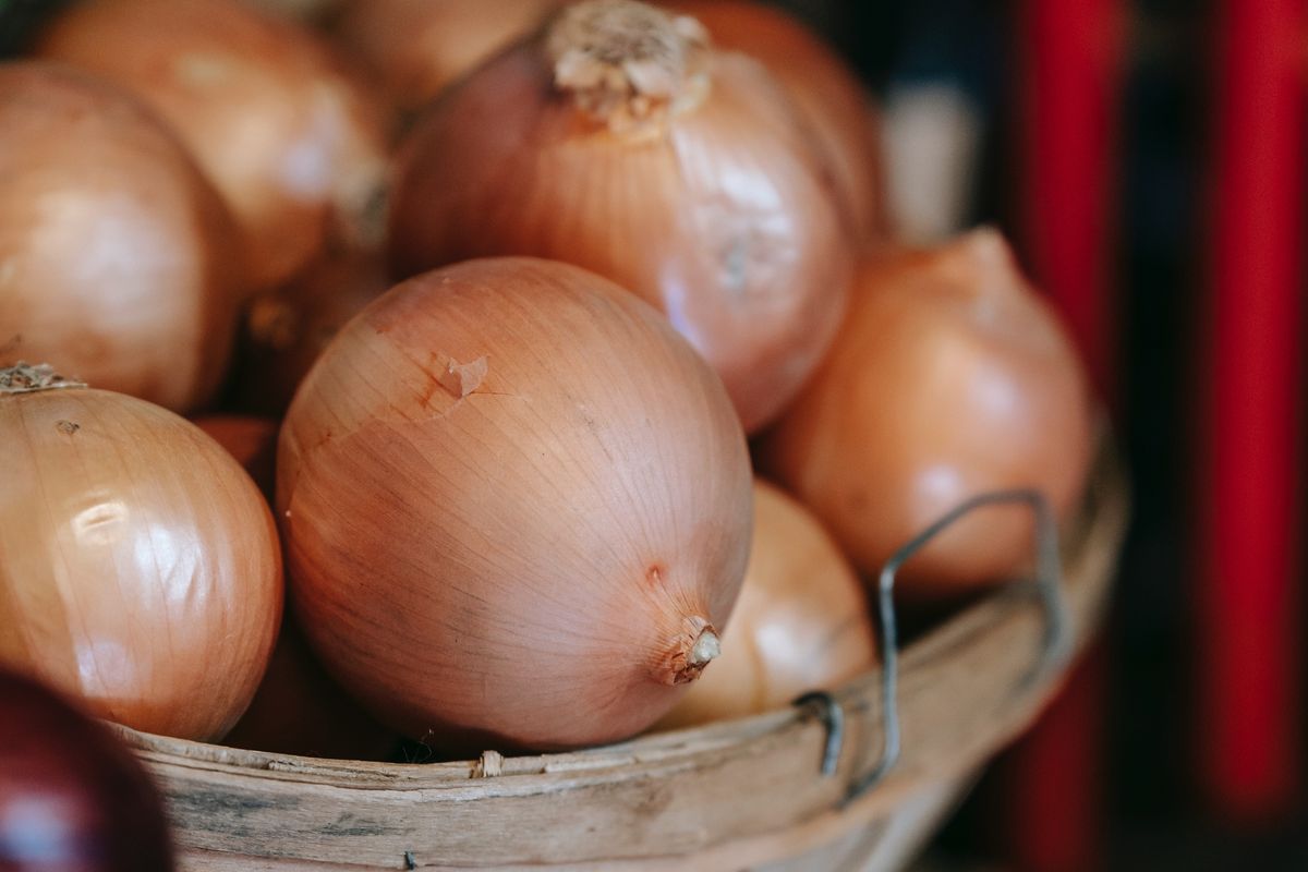 Ilustrasi bawang bombai
