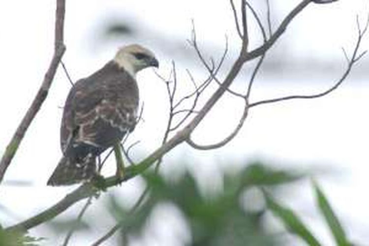 Burung elang flores.