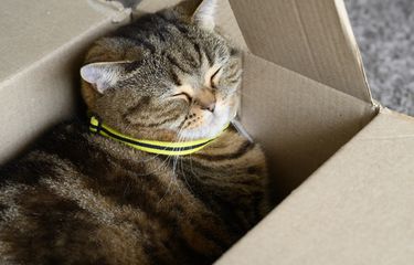 Mengetahui 13 Gaya Kucing Tidur dan Artinya Halaman all - Kompas.com