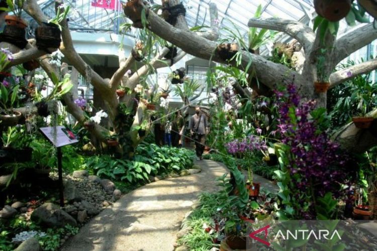 Wisatawan melihat koleksi bunga anggrek di Griya Anggrek Kebun Raya Bogor, Jawa Barat, Rabu (18/5/2022). Griya Anggrek ini sebagai salah satu kawasan konservasi tumbuhan secara ex-situ untuk pelestarian spesies di luar habitat alaminya. 