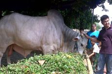 Sapi Kurban Pun Ada yang Kelas Eksekutif...