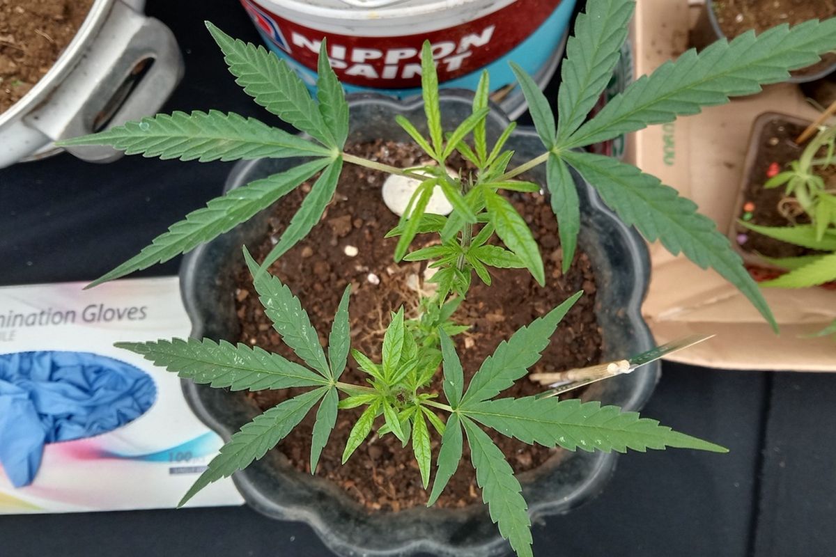 Polisi memperlihatkan barang bukti pohon ganja berukuran 30 cm yang ditanam pelaku BT (35) di rumahnya.