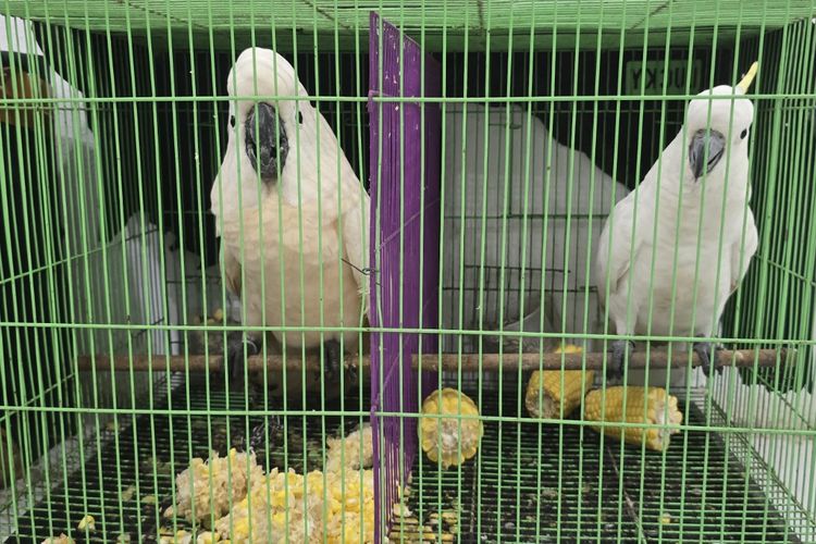 Burung kakaktua disita dari pria berinisial MF yang hendak memperjualbelikan satwa dilindungi itu ke Thailand. 