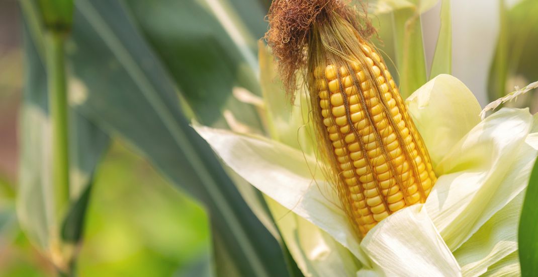 Zea mays, nama ilmiah tanaman jagung