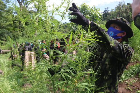 Sambut Hari Anti Narkotika Internasional, 15 Ton Ganja di Kaki Gunung Seulawah Dimusnahkan