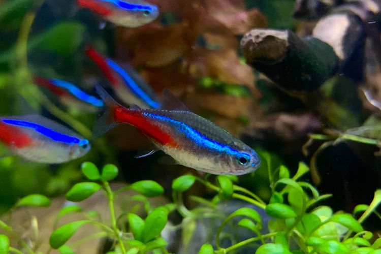 Ketahui, Ini Jenis Makanan Ikan Neon Tetra dan Waktu Memberikannya Halaman  all - Kompas.com