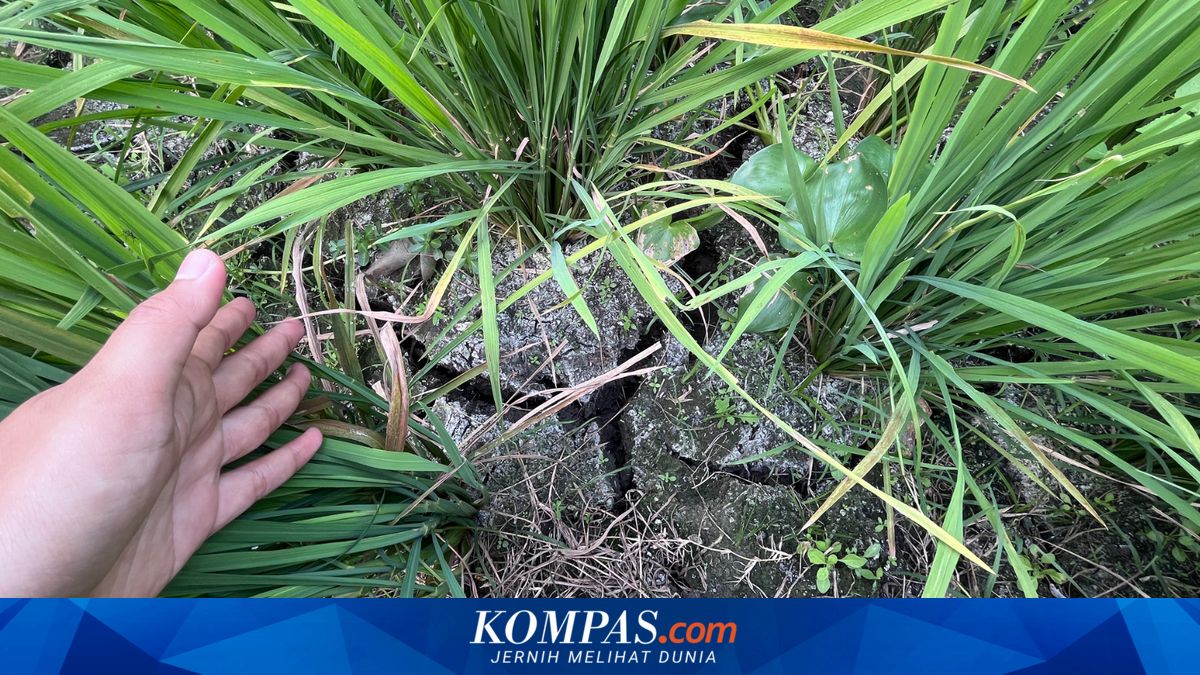 Kekeringan Melanda Pangandaran, Petani Terpaksa Pompa Air secara Mandiri