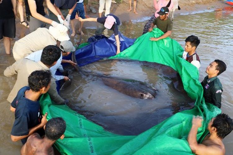 Foto ini diambil pada 14 Juni 2022 dan dirilis pada 20 Juni oleh proyek Keajaiban Mekong yang didanai AS, menunjukkan ikan pari air tawar raksasa seberat 661 pon (300kg) yang ditangkap dan dilepaskan di sungai Mekong di provinsi Stung Treng, Kamboja. Seorang nelayan di sungai Mekong di Kamboja telah menangkap ikan air tawar terbesar yang pernah tercatat, kata para ilmuwan pada 20 Juni -- seekor ikan pari seberat 300 kilogram. 