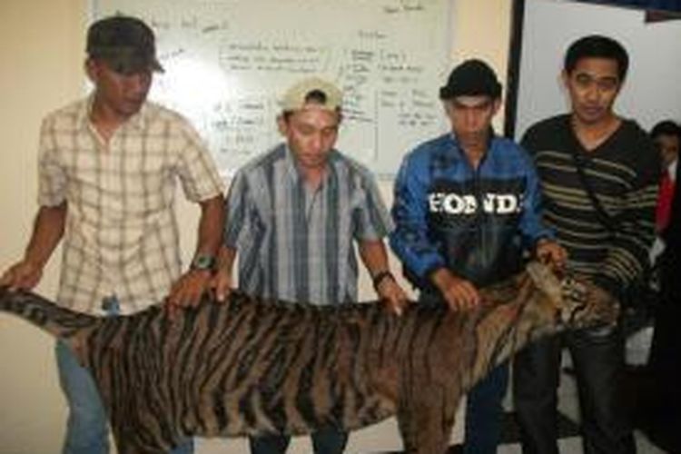 Kulit Harimau Sumatra yang siap dijual oleh pelaku. 