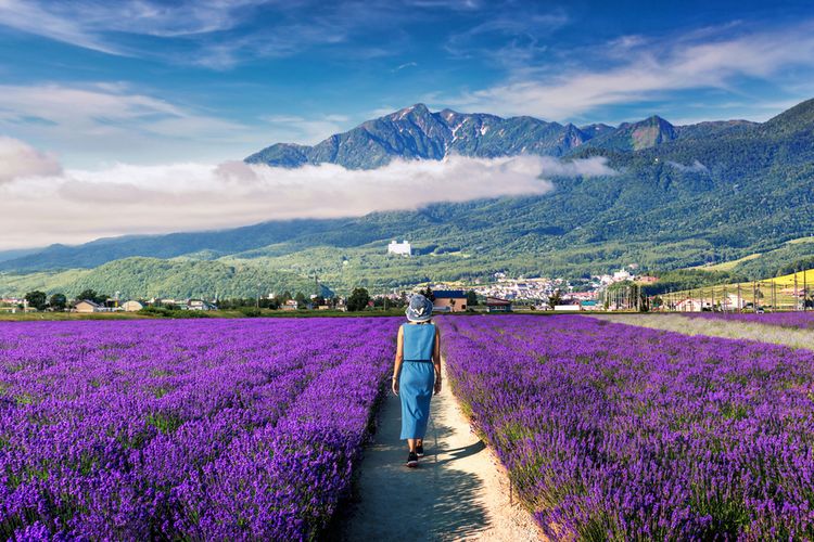 Bunga lavender mekar saat musim panas di Furano, Hokkaido.