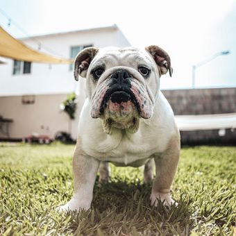 Ilustrasi anjing bulldog, ilustrasi English bulldog.