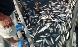 Ikan Mati Massal Lagi di Kali Surabaya, Tak Kunjung Usai Sejak 1975