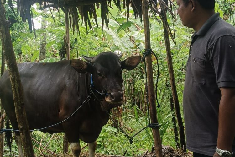 Bali Ajukan 12 Ekor Sapi Kurban ke Presiden Prabowo