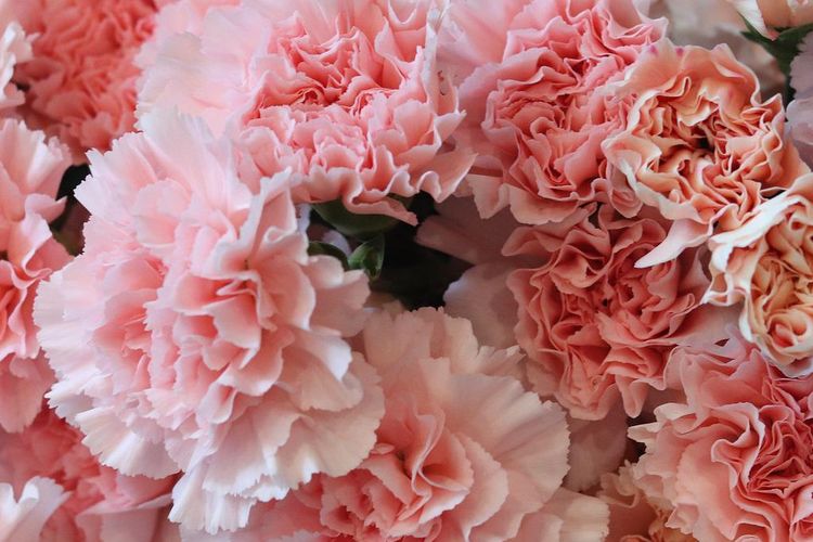 Ilustrasi bunga carnation atau anyelir. 